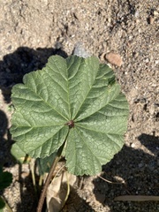 Malva sylvestris