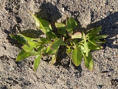 Patellifolia procumbens