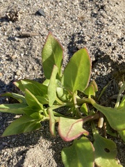 Patellifolia procumbens