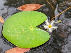 Nymphoides indica