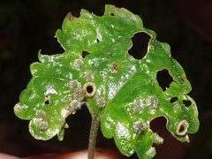 Rondaniola bursaria