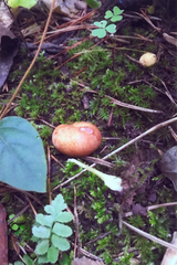 Zelleromyces cinnabarinus