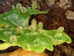 Rondaniola bursaria