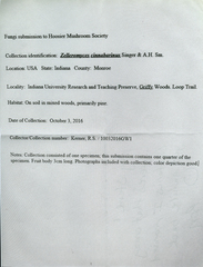 Zelleromyces cinnabarinus