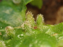 Rondaniola bursaria