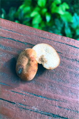 Zelleromyces cinnabarinus