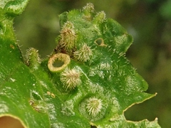 Rondaniola bursaria