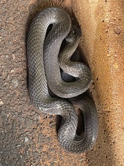 Crotaphopeltis hotamboeia