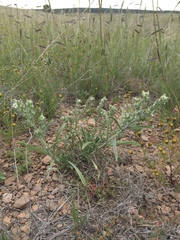 Oreocarya suffruticosa setosa