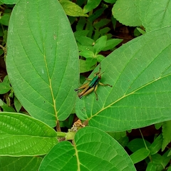 Caryanda spuria