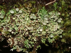Cladonia pocillum