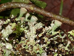 Cladonia pocillum