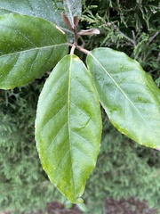 Elaeagnus reflexa
