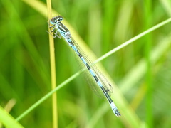 Coenagrion mercuriale