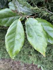 Elaeagnus reflexa