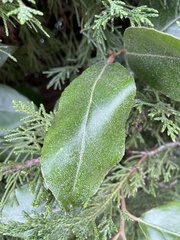 Elaeagnus reflexa
