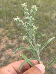 Oreocarya suffruticosa setosa