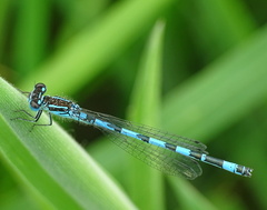 Coenagrion mercuriale