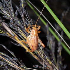 Gryllacridinae