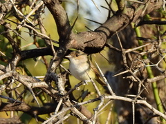 Euscarthmus meloryphus