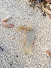 Scyliorhinus canicula