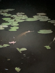 Crocodylus johnstoni