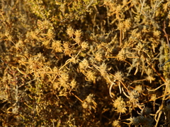 Alternanthera nodifera