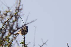 Microspingus torquatus