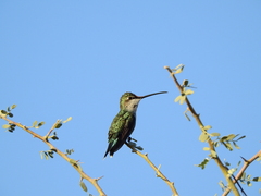Heliomaster furcifer