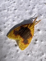 Pronola ectrocta