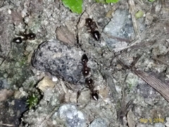 Crematogaster ashmeadi