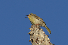 Neomixis striatigula