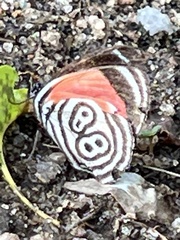 Diaethria clymena