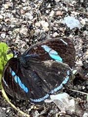 Diaethria clymena