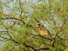 Saltatricula multicolor