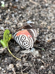 Diaethria clymena