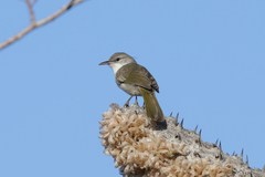 Thamnornis chloropetoides