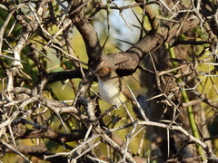 Euscarthmus meloryphus