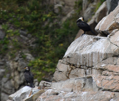 Phalacrocorax capillatus