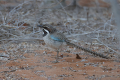 Uratelornis chimaera