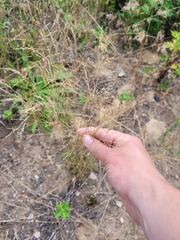 Poa palustris