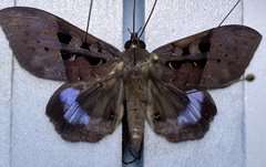 Ischyja