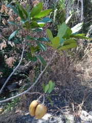 Sloanea rhodantha