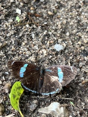 Diaethria clymena