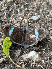 Diaethria clymena