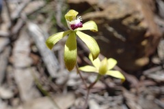 Caladenia hildae