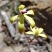 Caladenia hildae - Photo (c) Jenny Lawrence, some rights reserved (CC BY-NC), uploaded by Jenny Lawrence