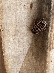 Neostylopyga rhombifolia
