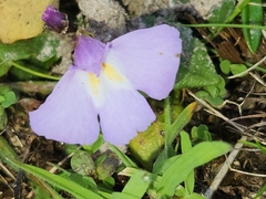 Mazus pumilio