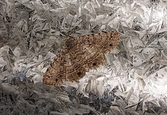 Diatenes aglossoides